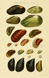 Illustrated Index of British Shells